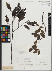 Foto von Salix mielichhoferi Saut.